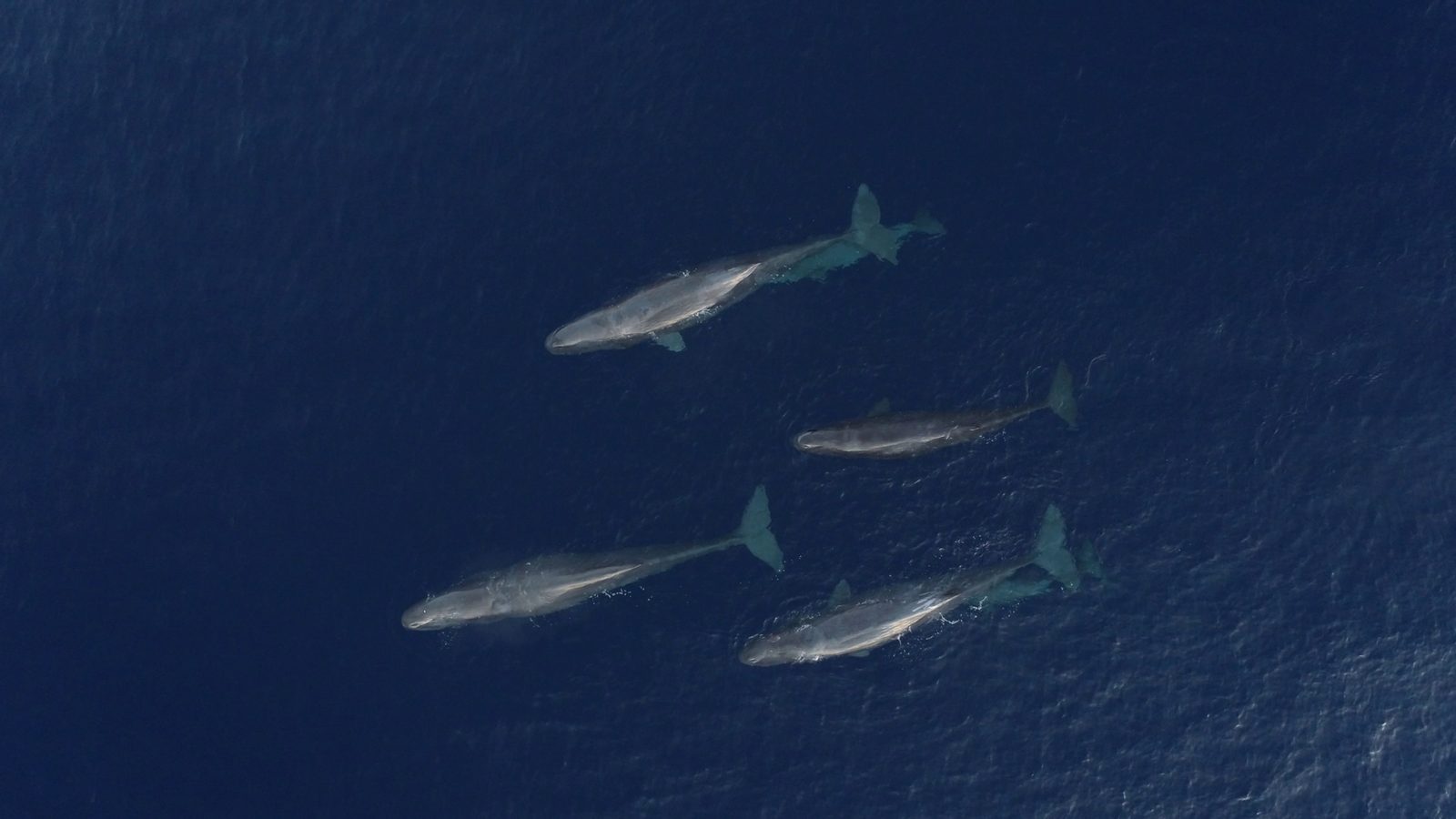 four sperm whales in the sea