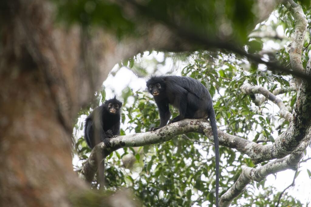 Два представителя вида обезьян Colobus congoensis, сфотографированные в лесах ДРК.