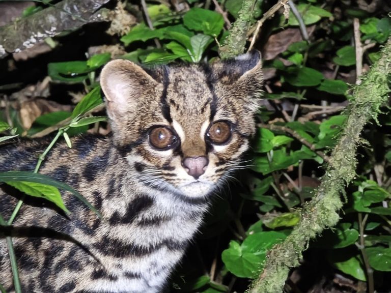 Кошку знали 150 лет, но только недавно поняли, что это отдельный вид